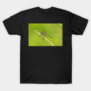 Fly Dragon T-Shirt